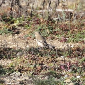 Petroica phoenicea at Googong, NSW - 18 Jun 2020 12:32 PM