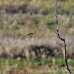 Petroica phoenicea at Googong, NSW - 18 Jun 2020 12:32 PM