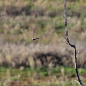 Petroica phoenicea at Googong, NSW - 18 Jun 2020 12:32 PM