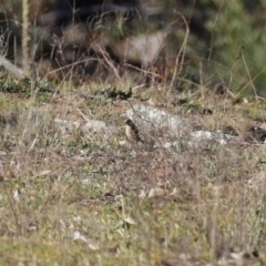 Petroica phoenicea at Googong, NSW - 18 Jun 2020 12:32 PM