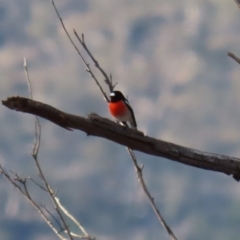 Petroica boodang at Googong, NSW - 18 Jun 2020