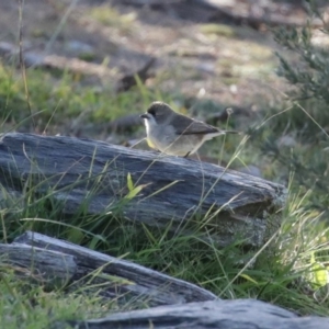 Aphelocephala leucopsis at Googong, NSW - 18 Jun 2020