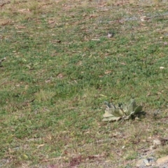 Aphelocephala leucopsis at Googong, NSW - 18 Jun 2020