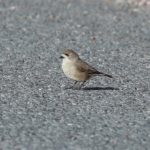 Aphelocephala leucopsis at Googong, NSW - 18 Jun 2020