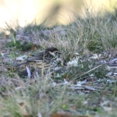 Pyrrholaemus sagittatus (Speckled Warbler) at Googong, NSW - 18 Jun 2020 by RodDeb