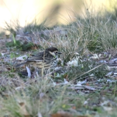 Pyrrholaemus sagittatus (Speckled Warbler) at Googong Foreshore - 18 Jun 2020 by RodDeb