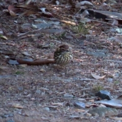 Pyrrholaemus sagittatus at Googong, NSW - 18 Jun 2020 12:04 PM