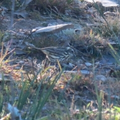 Pyrrholaemus sagittatus at Googong, NSW - 18 Jun 2020 12:04 PM