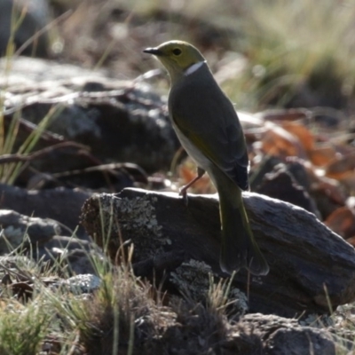 Ptilotula penicillata (White-plumed Honeyeater) at Googong Foreshore - 18 Jun 2020 by RodDeb