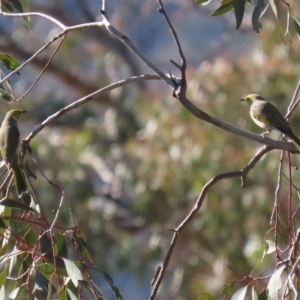 Ptilotula penicillata at Googong, NSW - 18 Jun 2020 12:39 PM