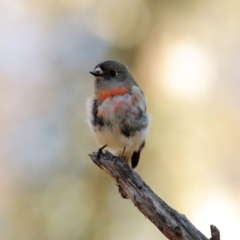 Petroica boodang (Scarlet Robin) at Bundanoon - 20 Jun 2020 by Snowflake