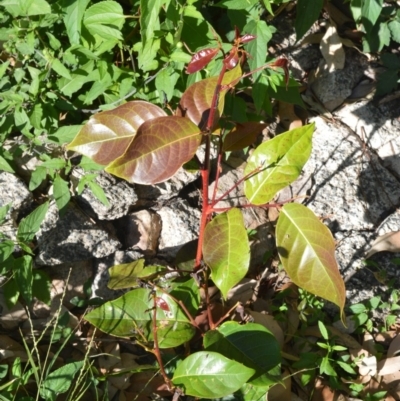 Glochidion ferdinandi var. ferdinandi (Cheese Tree) at Moollattoo, NSW - 18 Jun 2020 by plants