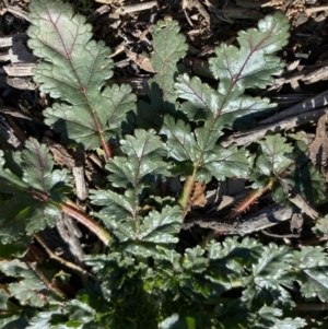 Erodium botrys at Hughes, ACT - 20 Jun 2020 11:21 AM