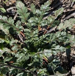 Erodium botrys at Hughes, ACT - 20 Jun 2020