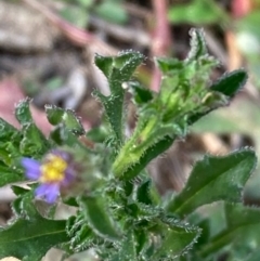 Vittadinia muelleri at Burra, NSW - 20 Jun 2020