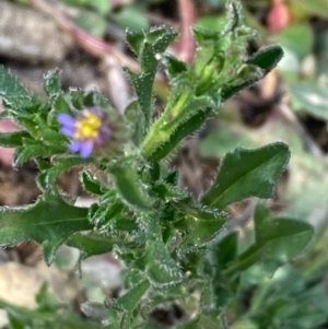 Vittadinia muelleri at Burra, NSW - 20 Jun 2020