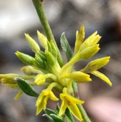 Pimelea curviflora var. sericea (Curved Riceflower) at Burra, NSW - 19 Jun 2020 by Safarigirl