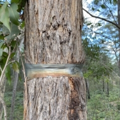 Eucalyptus (genus) (A Gum Tree) at Broulee, NSW - 20 Jun 2020 by LisaH