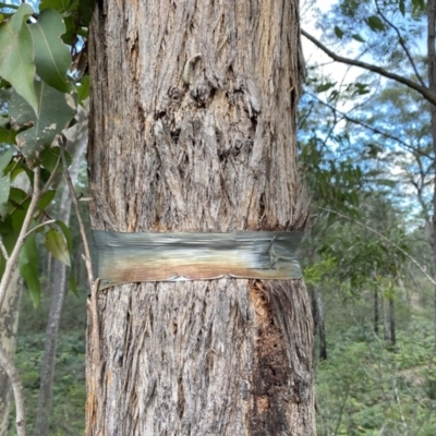 Eucalyptus (genus) (A Gum Tree) at Broulee, NSW - 20 Jun 2020 by LisaH