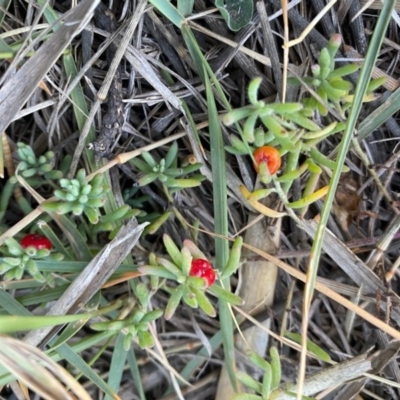 Enchylaena tomentosa var. tomentosa (Ruby Saltbush) at Guerilla Bay, NSW - 19 Jun 2020 by LisaH