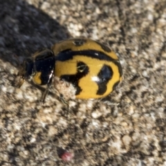 Coccinella transversalis (Transverse Ladybird) at Red Hill, ACT - 19 Jun 2020 by AlisonMilton