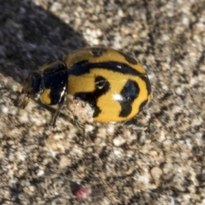 Coccinella transversalis at Red Hill, ACT - 19 Jun 2020 02:32 PM