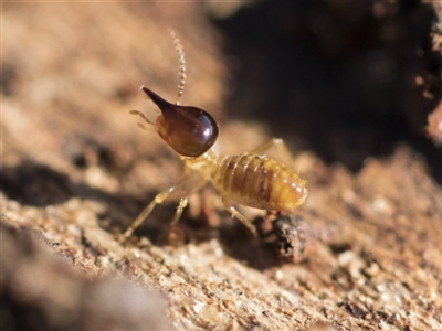 Nasutitermes exitiosus (Snouted termite, Gluegun termite) at Garran, ACT - 19 Jun 2020 by AlisonMilton