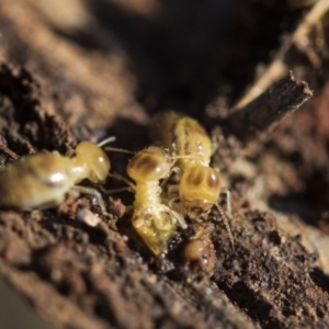 Nasutitermes exitiosus at Garran, ACT - 19 Jun 2020