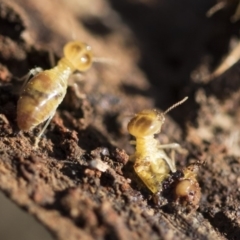 Nasutitermes exitiosus at Garran, ACT - 19 Jun 2020