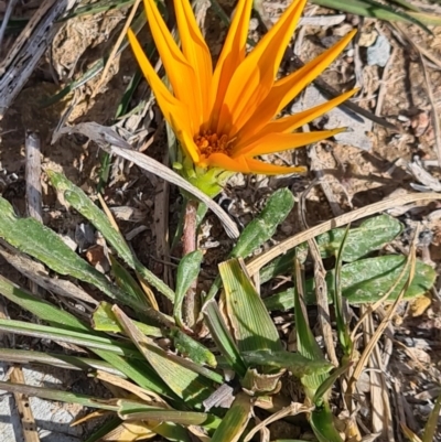 Gazania rigens (Treasure Flower) at Denman Prospect, ACT - 20 Jun 2020 by AaronClausen