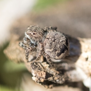 Maratus vespertilio at Garran, ACT - 19 Jun 2020