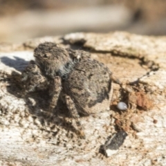 Maratus vespertilio at Garran, ACT - 19 Jun 2020