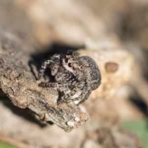 Maratus vespertilio at Garran, ACT - 19 Jun 2020