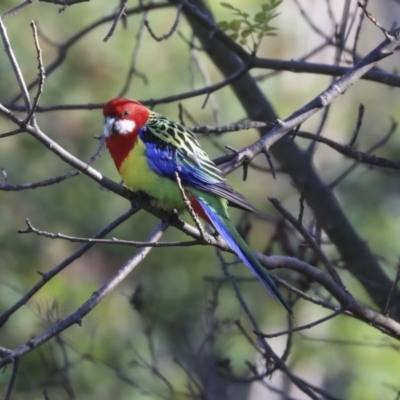 Platycercus eximius (Eastern Rosella) at Red Hill, ACT - 19 Jun 2020 by Alison Milton