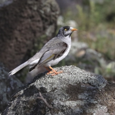 Manorina melanocephala (Noisy Miner) at Red Hill, ACT - 19 Jun 2020 by Alison Milton