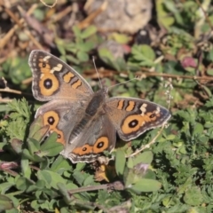 Junonia villida (Meadow Argus) at Garran, ACT - 19 Jun 2020 by AlisonMilton