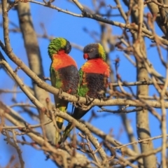 Trichoglossus moluccanus (Rainbow Lorikeet) at Higgins, ACT - 19 Jun 2020 by Alison Milton