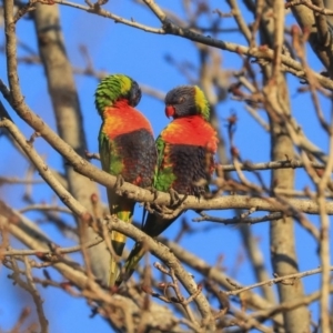 Trichoglossus moluccanus at Higgins, ACT - 19 Jun 2020