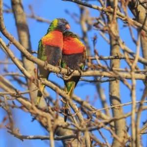 Trichoglossus moluccanus at Higgins, ACT - 19 Jun 2020