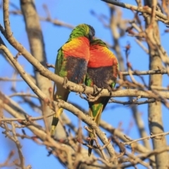 Trichoglossus moluccanus at Higgins, ACT - 19 Jun 2020