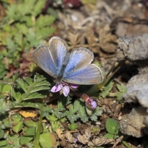 Zizina otis at Red Hill, ACT - 19 Jun 2020