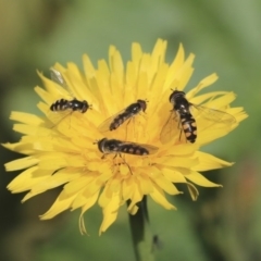 Syrphini sp. (tribe) (Unidentified syrphine hover fly) at Higgins, ACT - 17 Jun 2020 by AlisonMilton