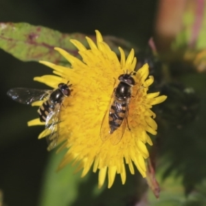 Syrphini sp. (tribe) at Higgins, ACT - 17 Jun 2020