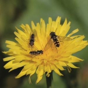 Syrphini sp. (tribe) at Higgins, ACT - 17 Jun 2020