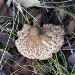 Chlorophyllum/Macrolepiota sp. (genus) at Molonglo Valley, ACT - 14 Jun 2020 by Alison Milton