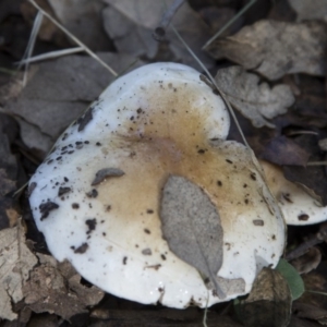 zz agaric (stem; gills white/cream) at Molonglo Valley, ACT - 14 Jun 2020