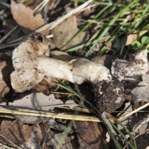 zz agaric (stem; gills white/cream) at Molonglo Valley, ACT - 14 Jun 2020