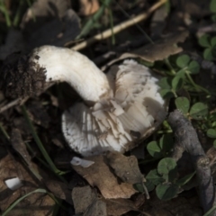 zz agaric (stem; gills white/cream) at Molonglo Valley, ACT - 14 Jun 2020