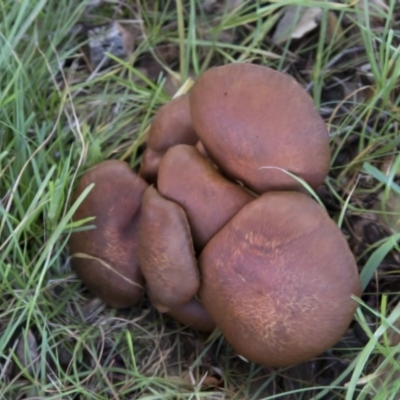 Unidentified Cap on a stem; gills below cap [mushrooms or mushroom-like] at Molonglo Valley, ACT - 14 Jun 2020 by AlisonMilton