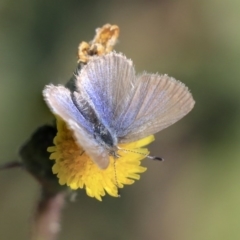 Zizina otis (Common Grass-Blue) at Higgins, ACT - 17 Jun 2020 by AlisonMilton